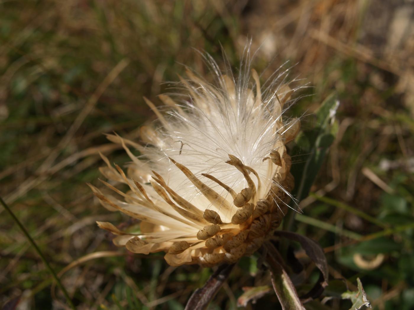 Knapweed, Cone fruit